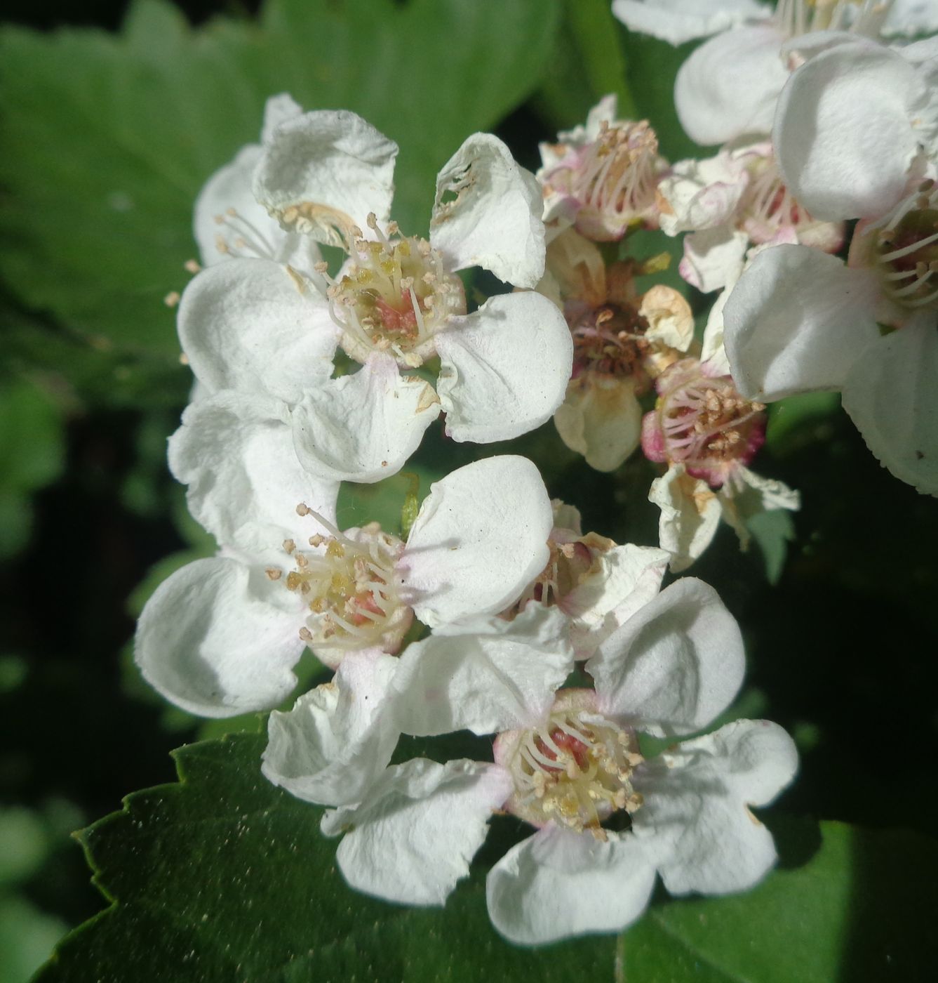 Изображение особи род Crataegus.