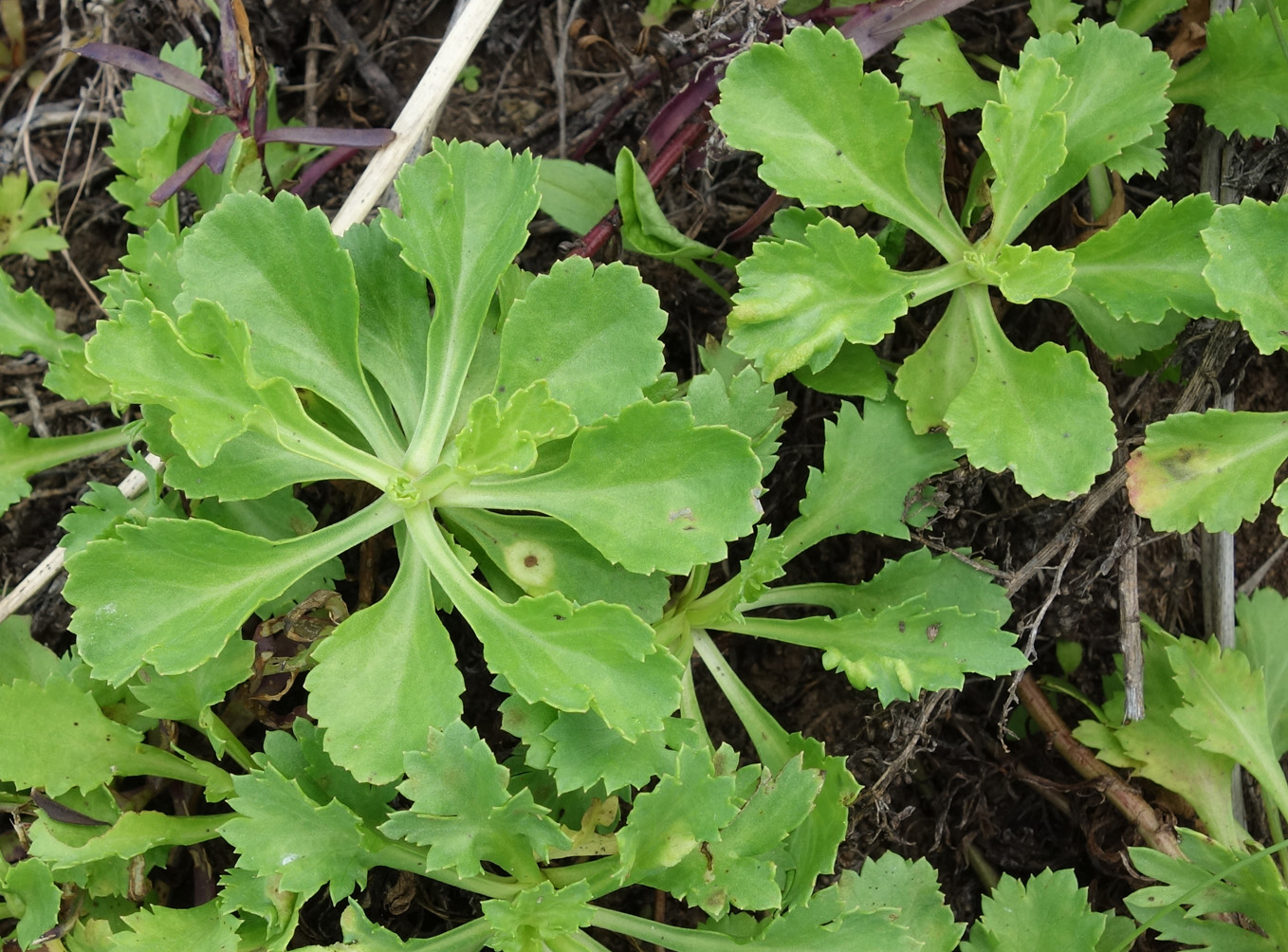 Image of Artemisia japonica specimen.