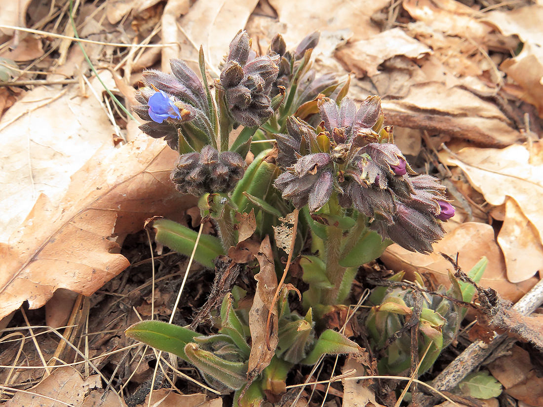 Image of Pulmonaria angustifolia specimen.