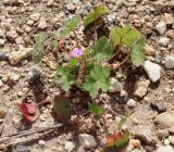 Geranium rotundifolium. Цветущее растение. Израиль, северо-восточные окр. большого Тель-Авива, около археологического памятника Мигдаль Цедек, на недавно отсыпанной обочине дороги через гаригу. 05.03.2018.