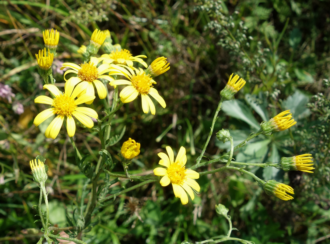 Изображение особи Senecio argunensis.