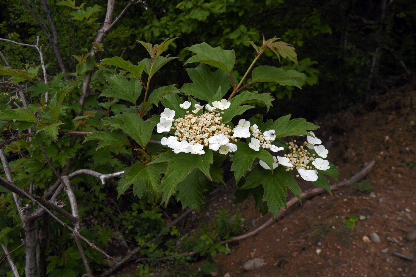 Image of Viburnum opulus specimen.