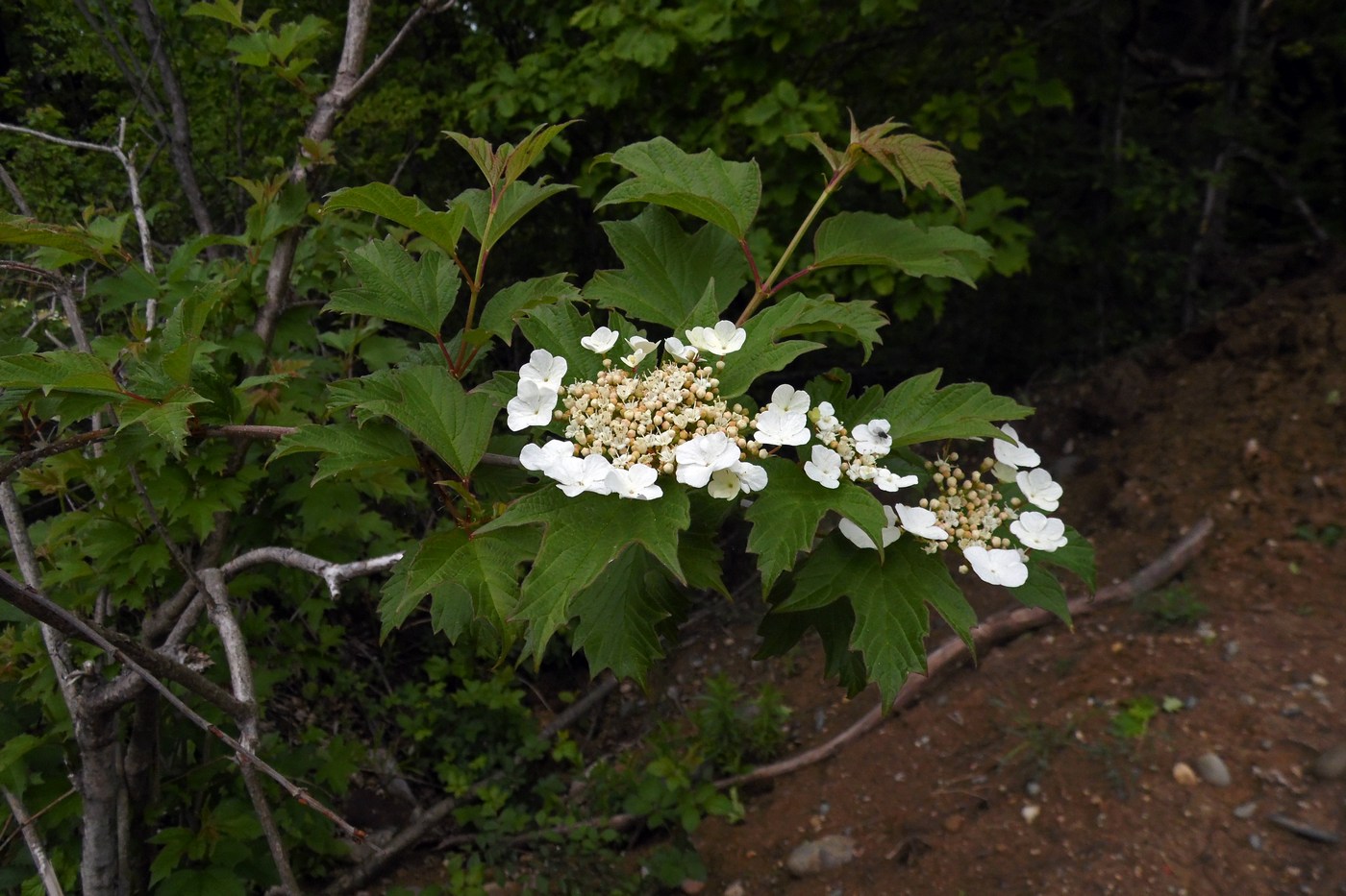 Изображение особи Viburnum opulus.