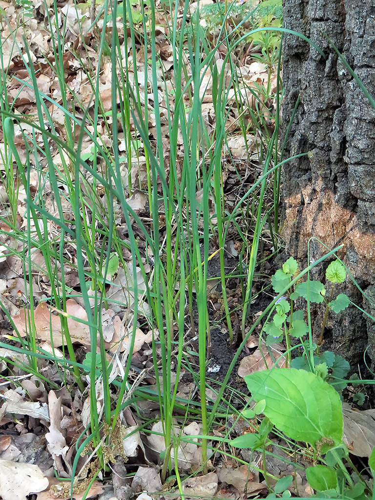 Изображение особи Allium oleraceum.