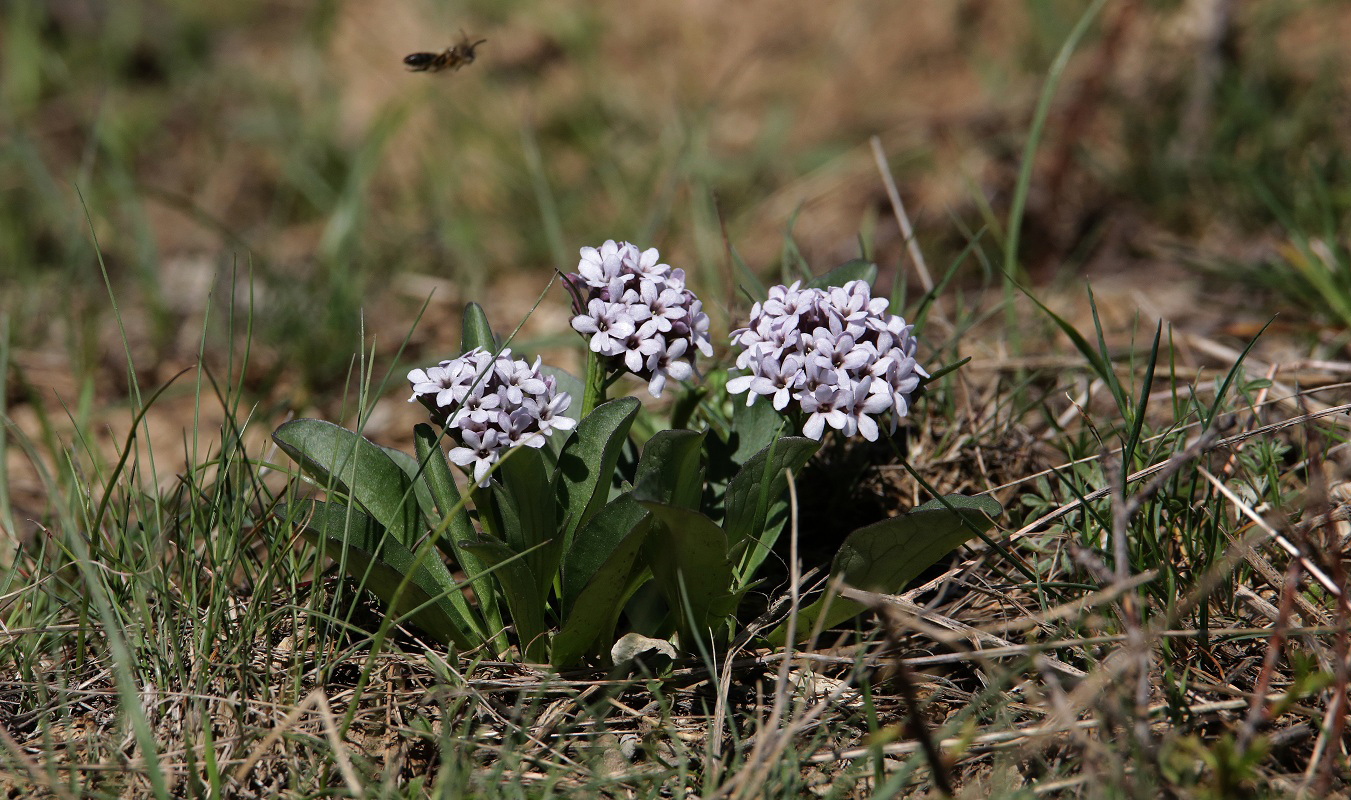 Изображение особи Valeriana chionophila.