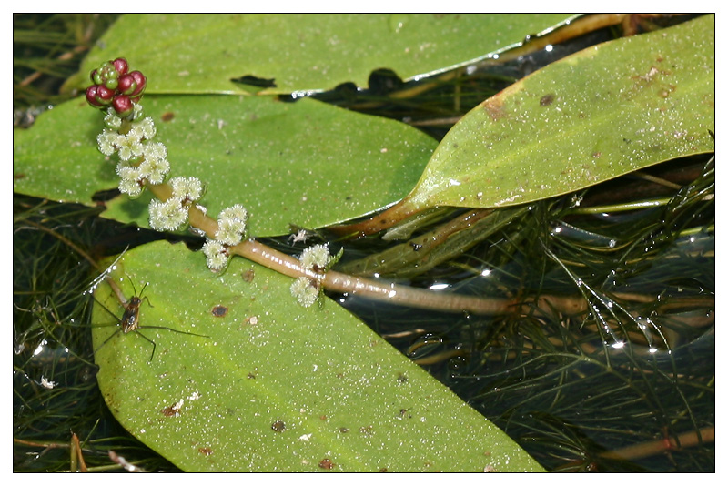 Image of Myriophyllum sibiricum specimen.