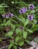 Prunella vulgaris