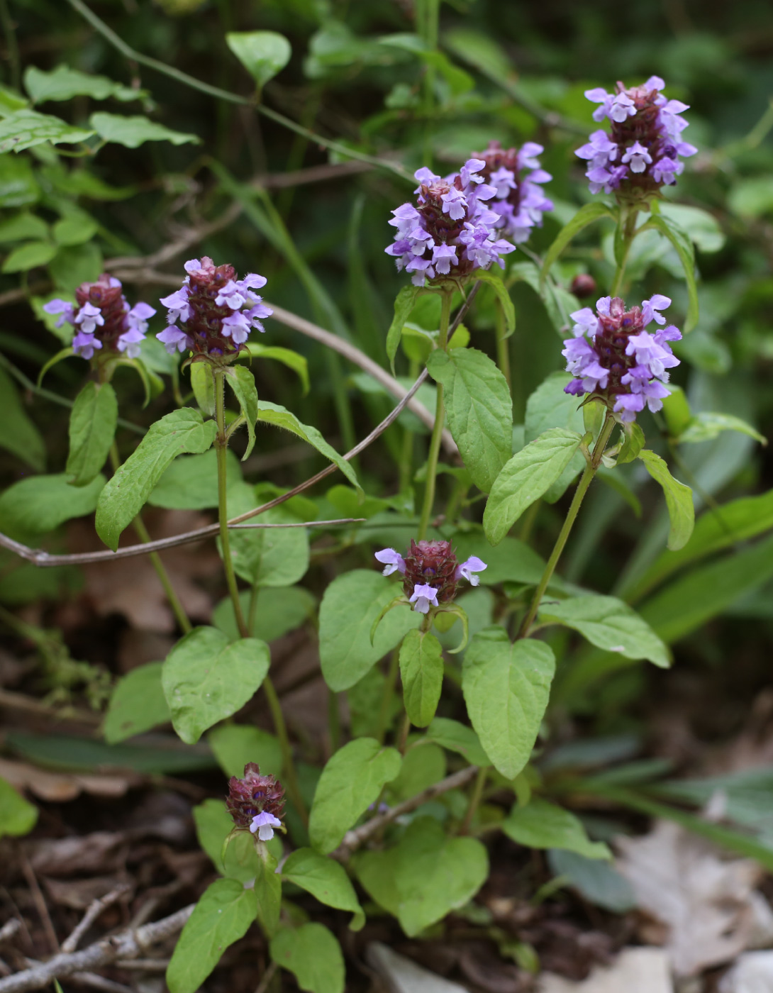 Изображение особи Prunella vulgaris.