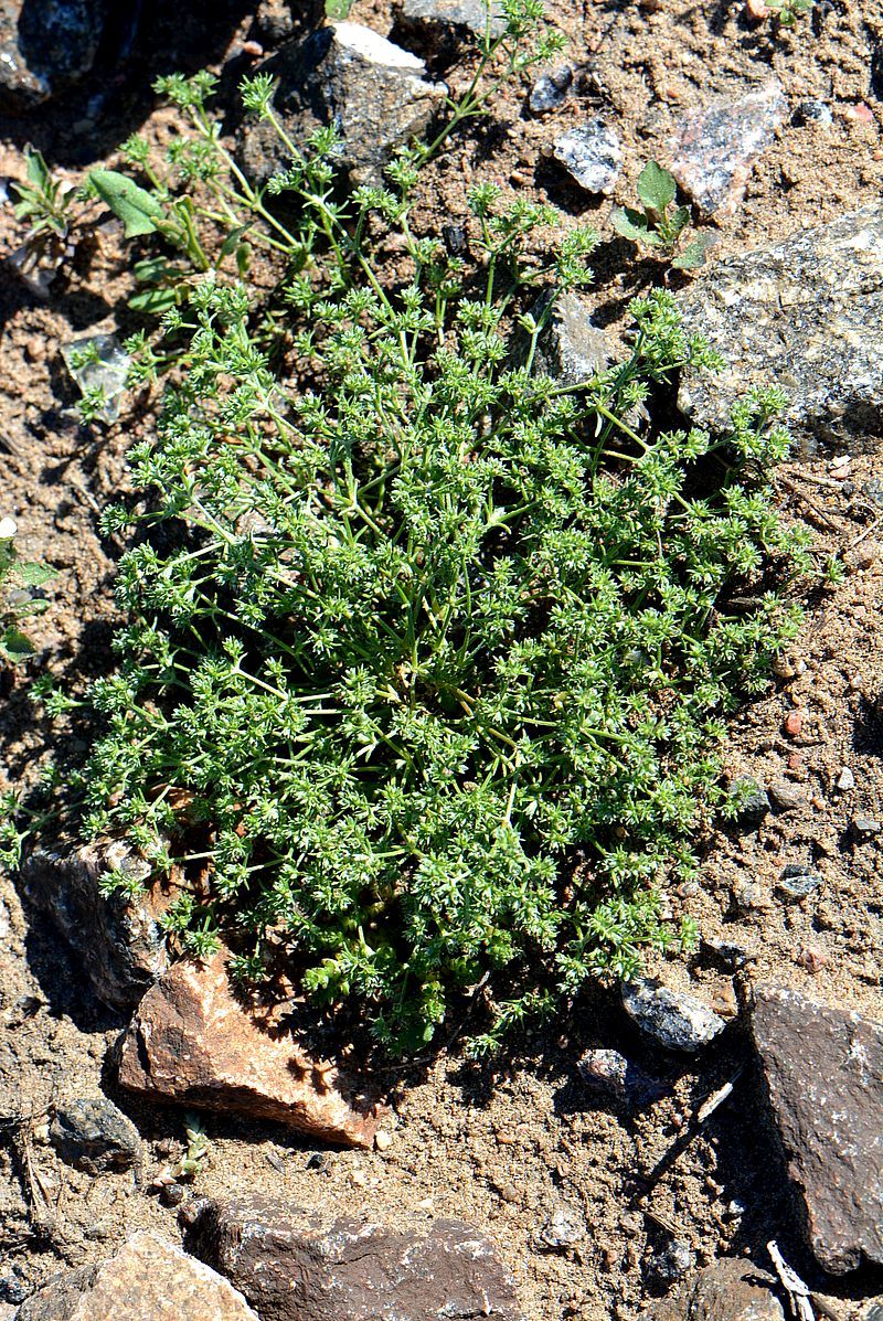 Изображение особи Scleranthus polycarpos.