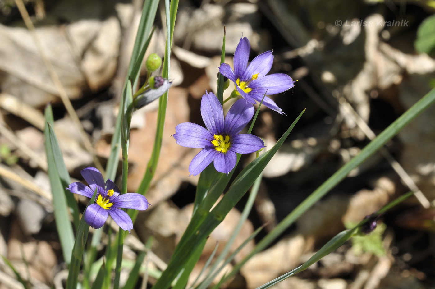 Изображение особи Sisyrinchium septentrionale.