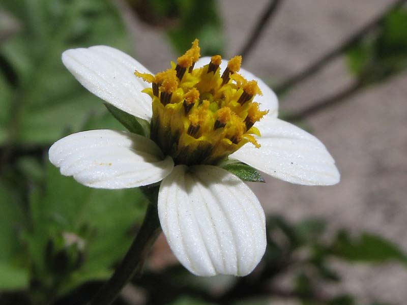 Изображение особи Bidens pilosa.