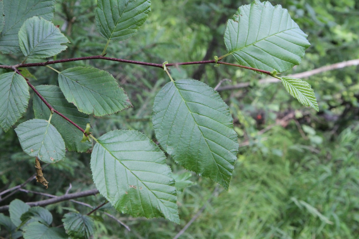 Изображение особи Duschekia fruticosa.