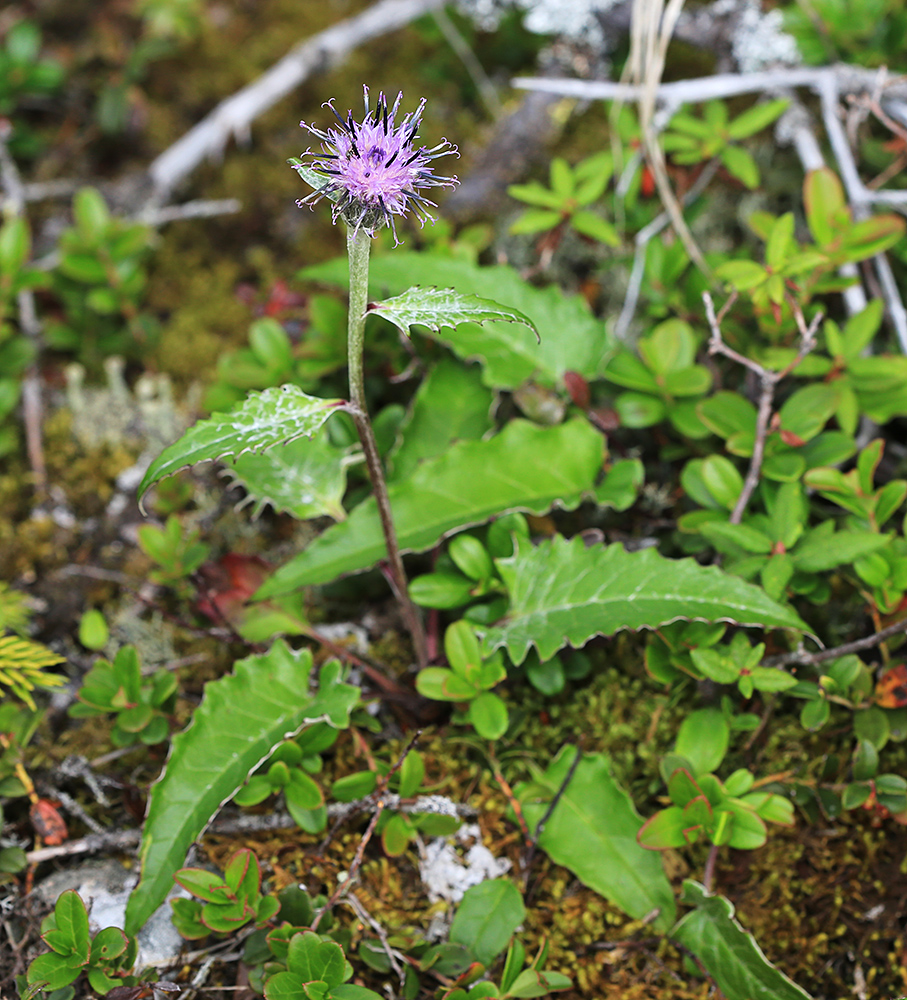 Изображение особи Saussurea porcellanea.