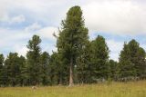 Pinus sibirica. Взрослые деревья. Алтай, Онгудайский р-н, Семинский перевал, ≈ 1700 м н.у.м., кедровый лес. 27.07.2020.