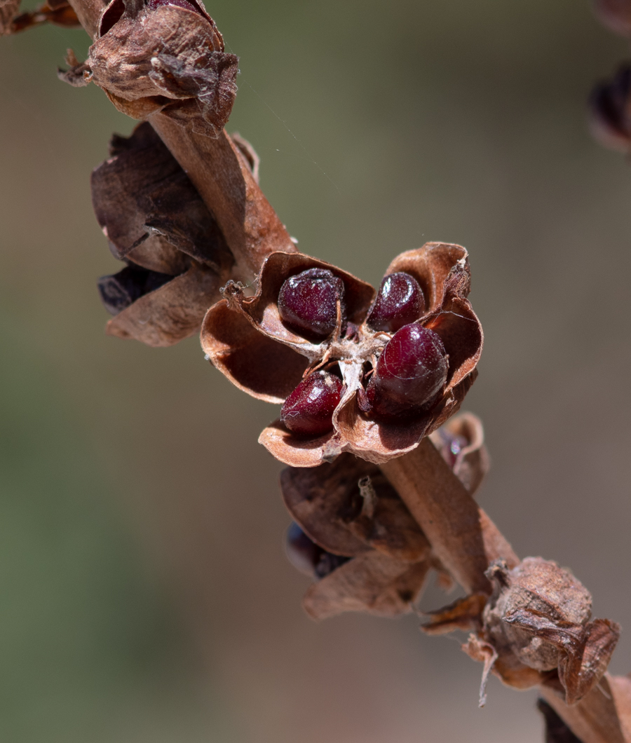 Image of Chasmanthe floribunda specimen.