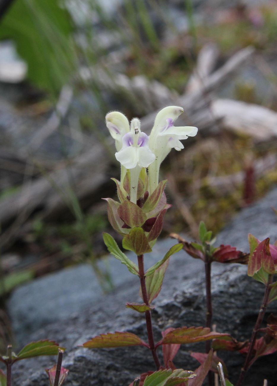 Изображение особи Scutellaria oreades.