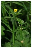 Potentilla erecta