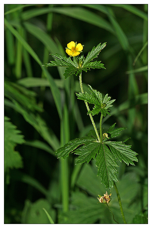 Изображение особи Potentilla erecta.