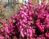 Erica carnea