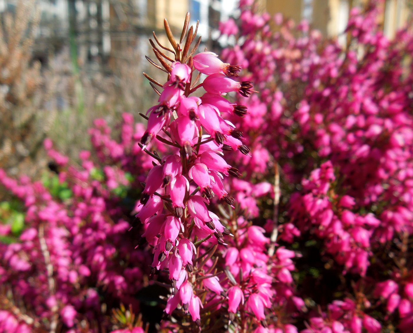 Image of Erica carnea specimen.