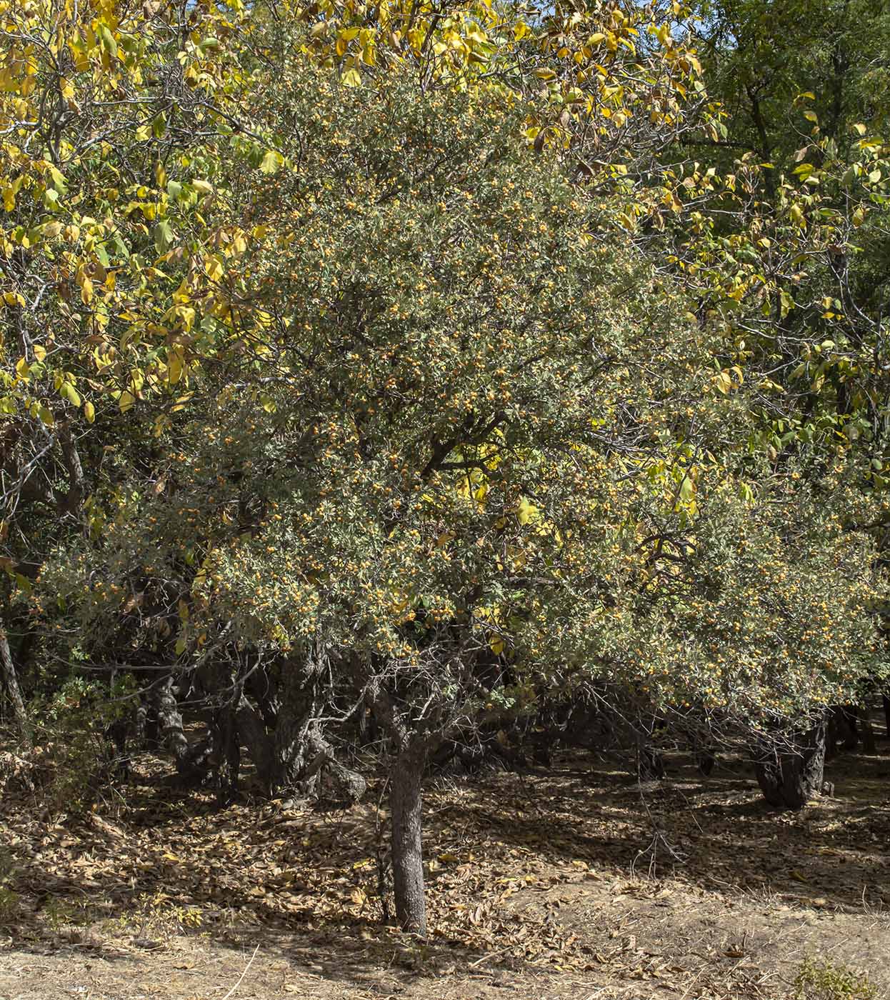 Изображение особи Crataegus pontica.