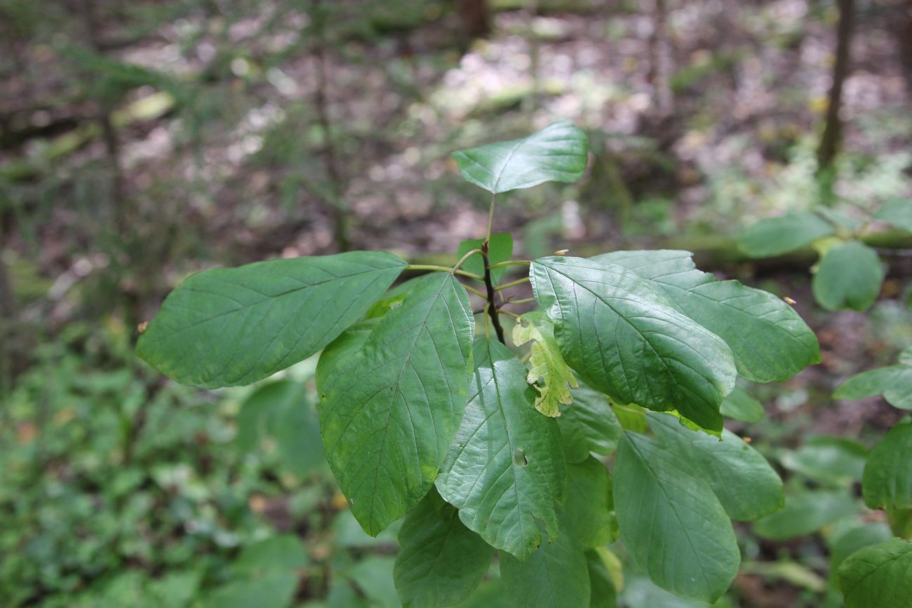 Image of Frangula alnus specimen.