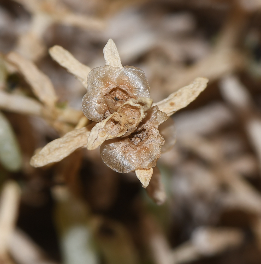 Image of Seidlitzia rosmarinus specimen.