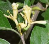 genus Lonicera