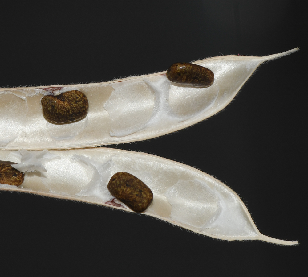 Image of Clitoria ternatea specimen.