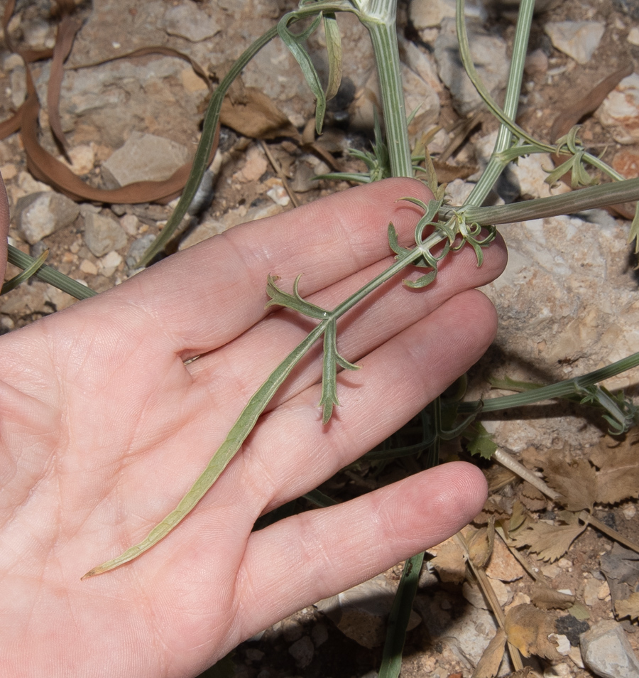 Изображение особи Exoacantha heterophylla.