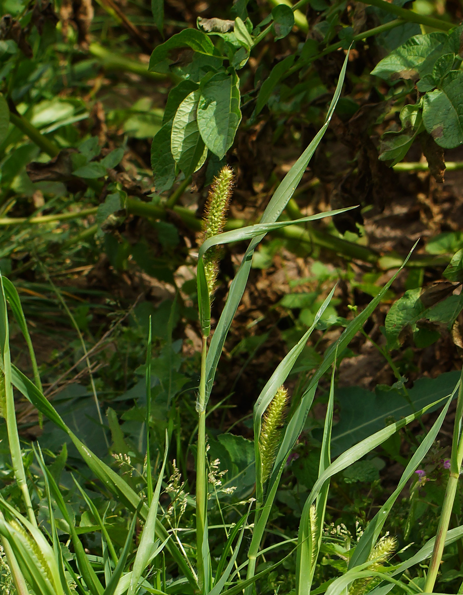 Image of Setaria pumila specimen.