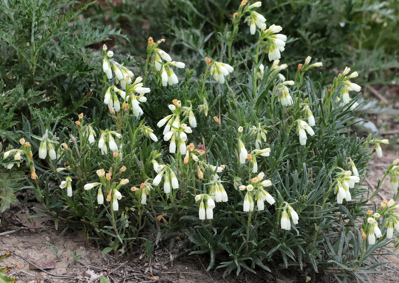 Изображение особи Onosma volgensis.