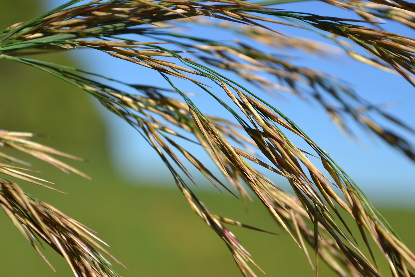 Изображение особи Phragmites australis.