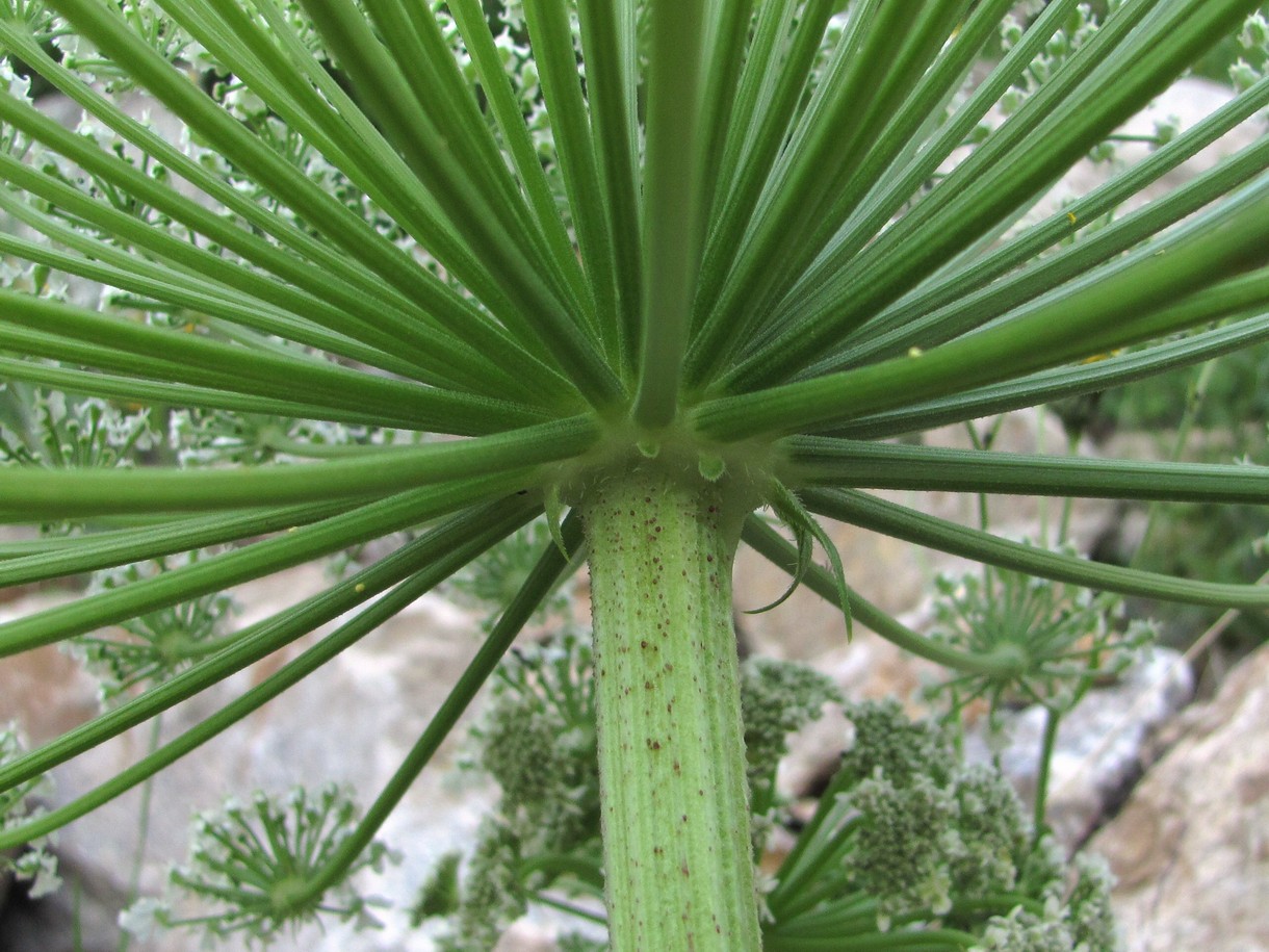 Image of Heracleum leskovii specimen.