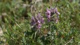 Phlomoides boraldaica