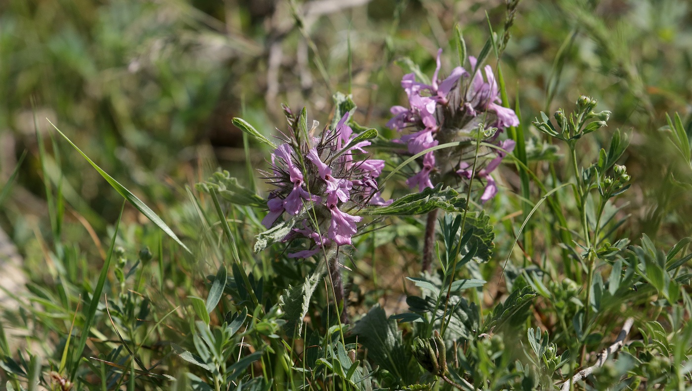 Image of Phlomoides boraldaica specimen.