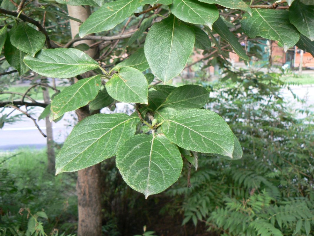 Image of Populus maximowiczii specimen.