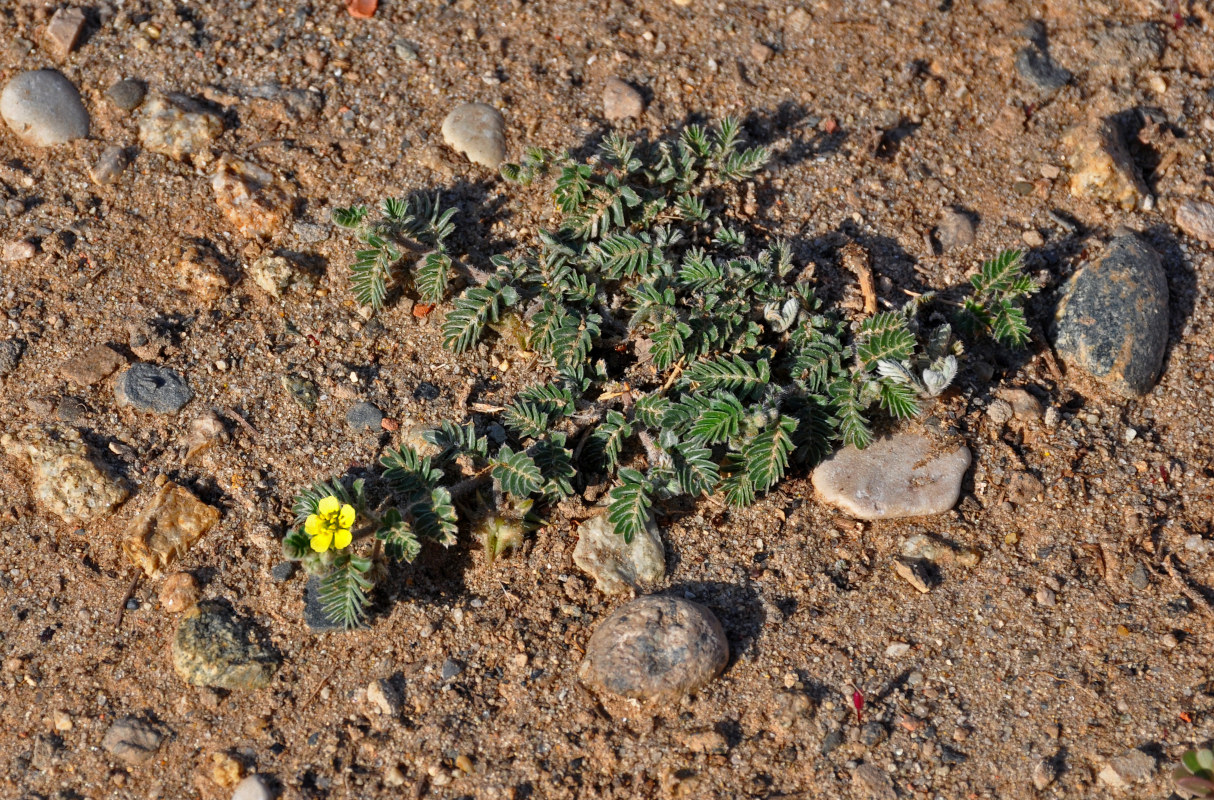 Изображение особи Tribulus terrestris.