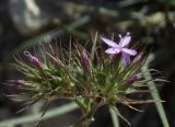 Dianthus pseudarmeria