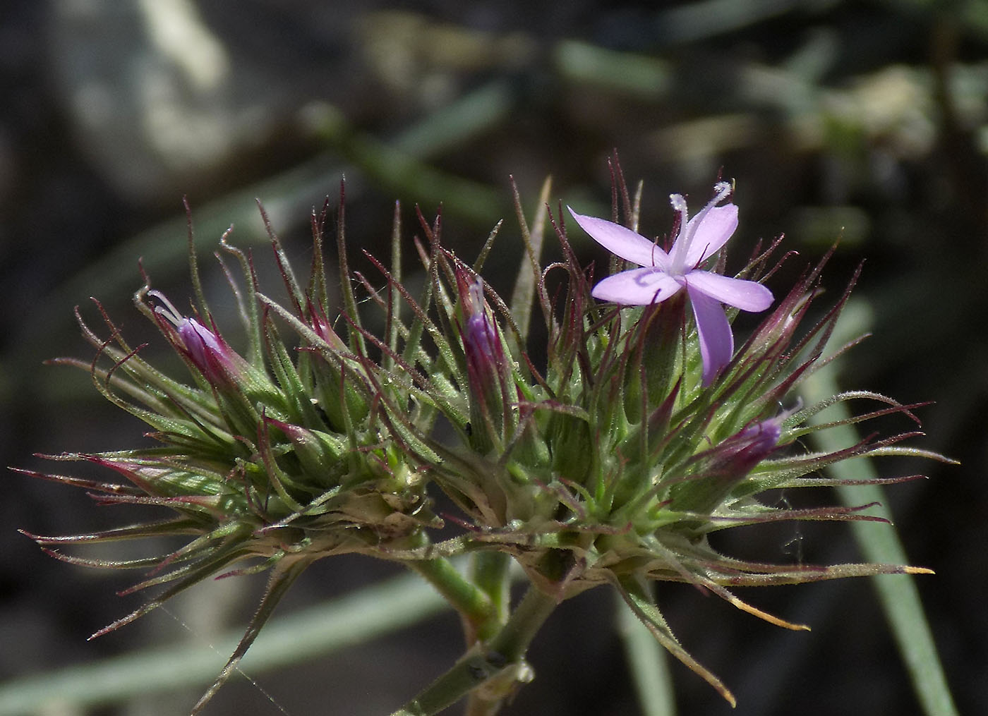 Изображение особи Dianthus pseudarmeria.