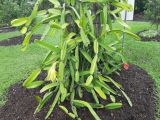 Hylocereus costaricensis