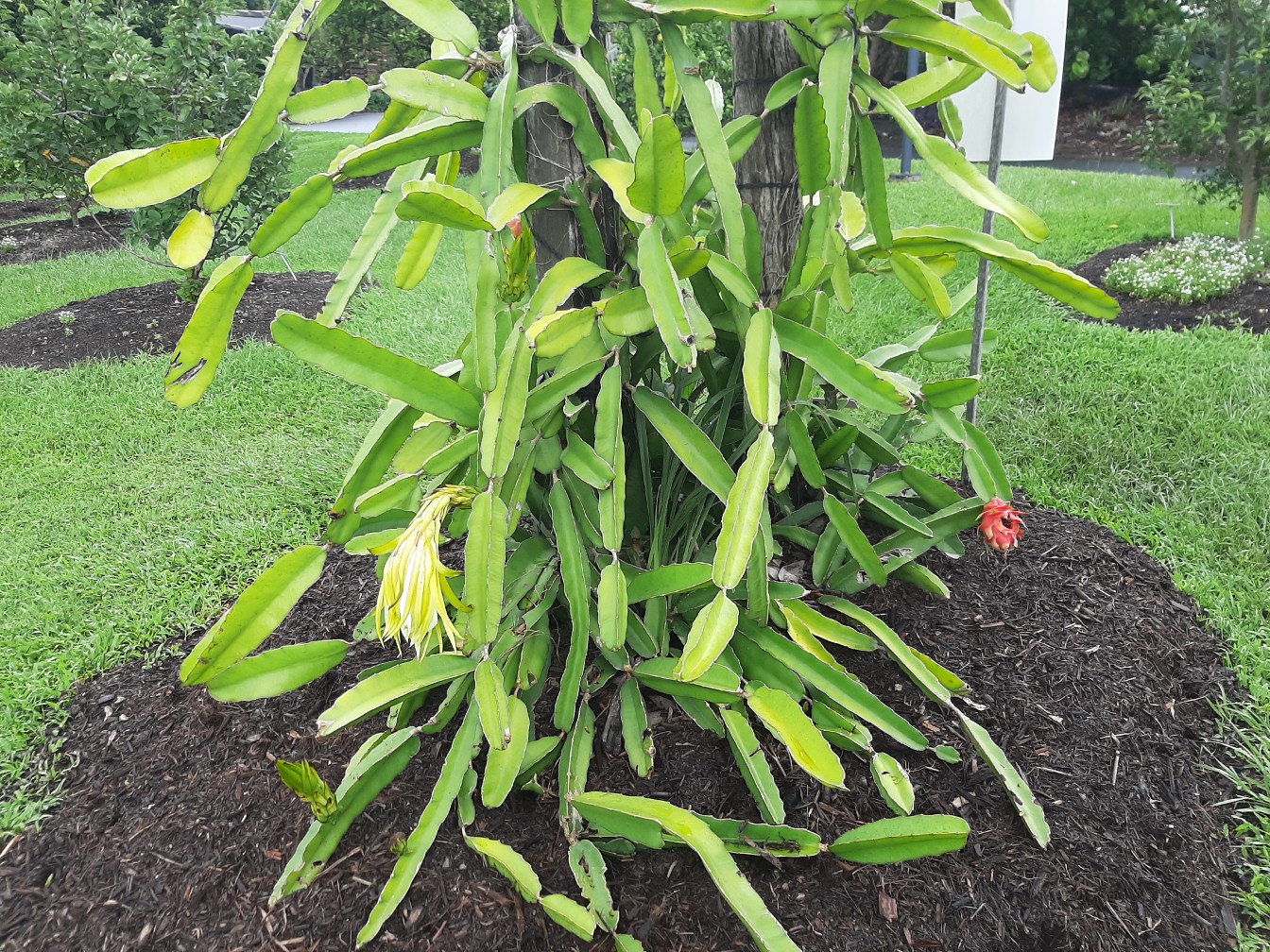 Изображение особи Hylocereus costaricensis.