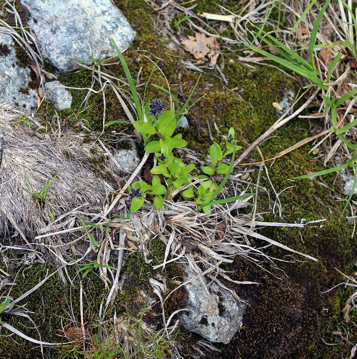 Image of Veronica alpina specimen.