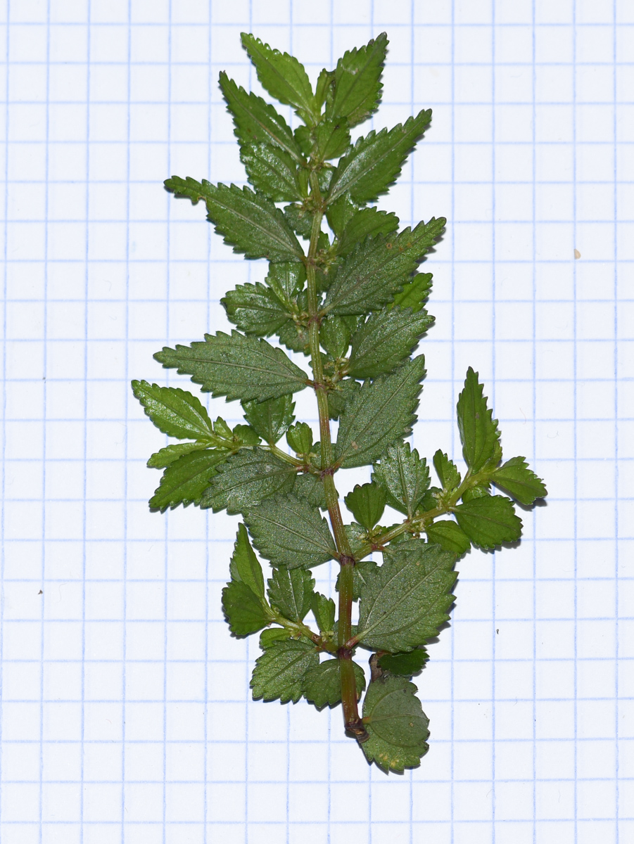 Image of Pilea nutans specimen.