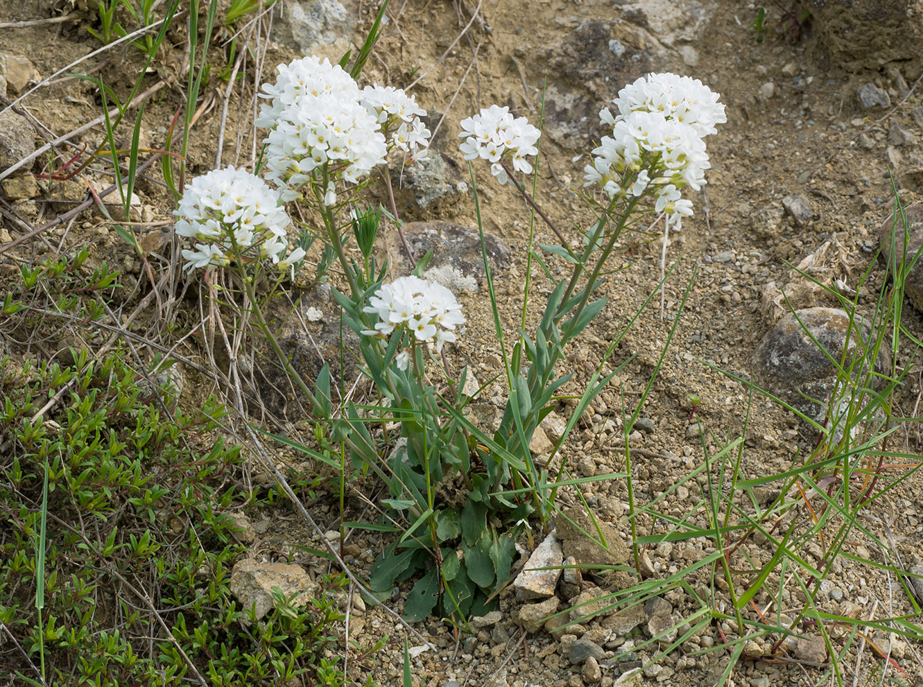 Изображение особи Noccaea macrantha.
