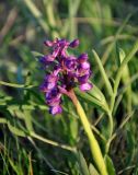 Anacamptis morio ssp. caucasica