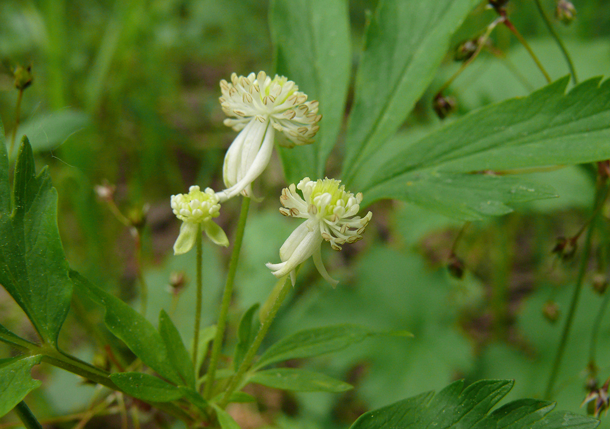 Изображение особи Anemone reflexa.