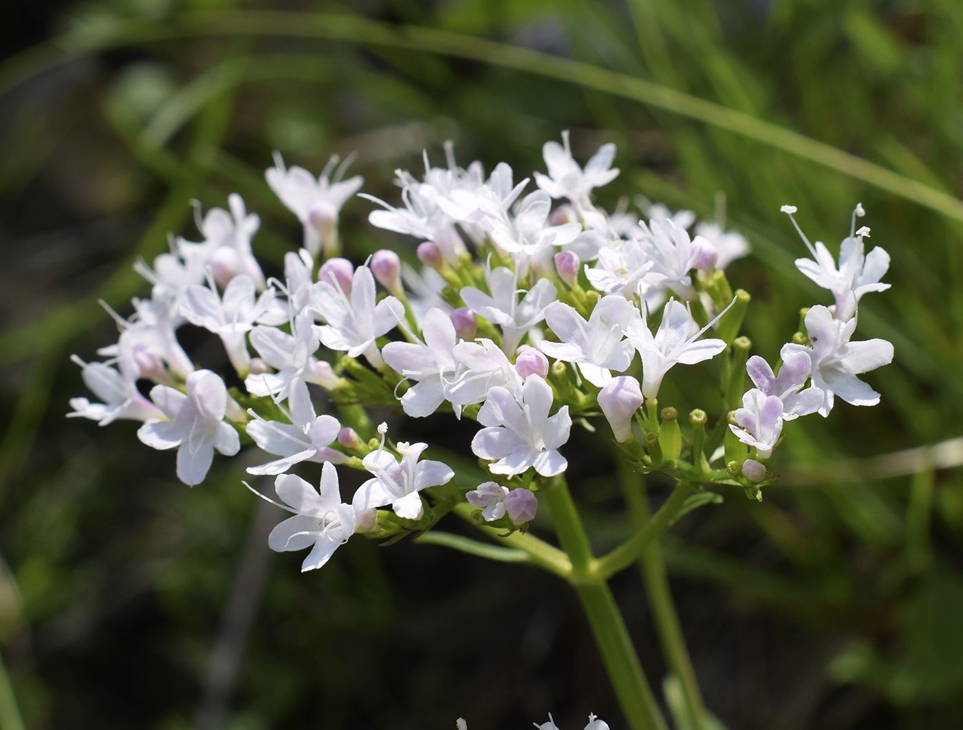Image of Valeriana montana specimen.