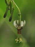 Prenanthes tatarinowii. Раскрывшееся и нераскрывшиеся (вверху) соцветия-корзинки. Приморский край, Лазовский р-н, Лазовский заповедник, 2 км Ю кордона Америка. 17.08.2009.