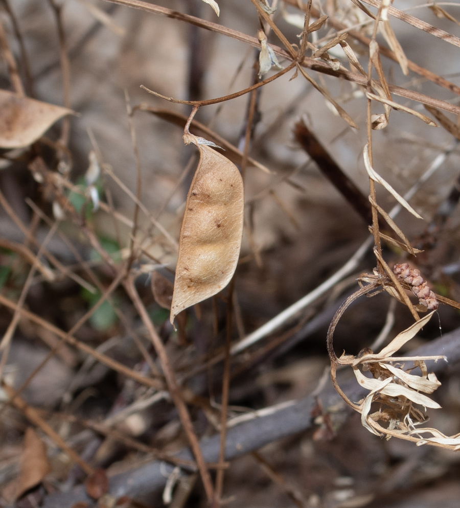 Изображение особи Vicia palaestina.